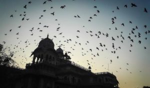 राजस्थान में पक्षियों की मौत से मचा हड़कंप, कौवों के साथ बगुलों की भी मौत