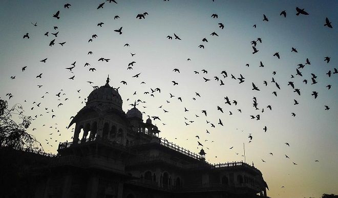 राजस्थान में पक्षियों की मौत से मचा हड़कंप, कौवों के साथ बगुलों की भी मौत