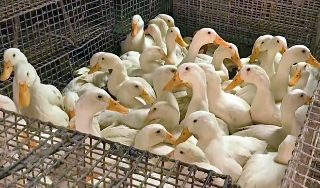 दिल्ली में बढ़ रहा Bird flu का खतरा, संजय झील में 10 बत्तक मिले मृत