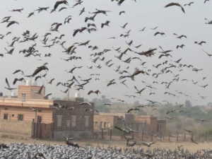 प्रवासी परिन्दों पर मंडराने लगा बर्ड फ्लू का साया, प्रदेश में लाखों की संख्या में आए हुए हैं परिन्दें