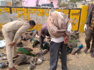 झालावाड़ और जोधपुर के बाद अब नागौर में 52 मोर सहित 66 पक्षियों की मौत, कई घायल भी मिले