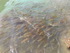 images (31)