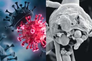 Mucormycosis_black_fungus_cases_increase