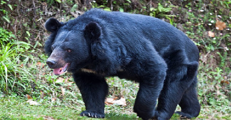 Jharkhand-bear-attacked-villagers-three-people-including-two-brothers-death-news-in-hindi