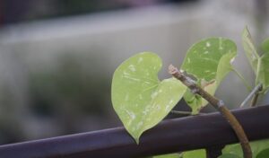 गिलोय के काढ़े का करते हैं सेवन तो हो जाएं सावधान, सामने आए कई चौंका देने वाले तथ्य !