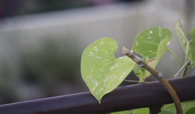 गिलोय के काढ़े का करते हैं सेवन तो हो जाएं सावधान, सामने आए कई चौंका देने वाले तथ्य !