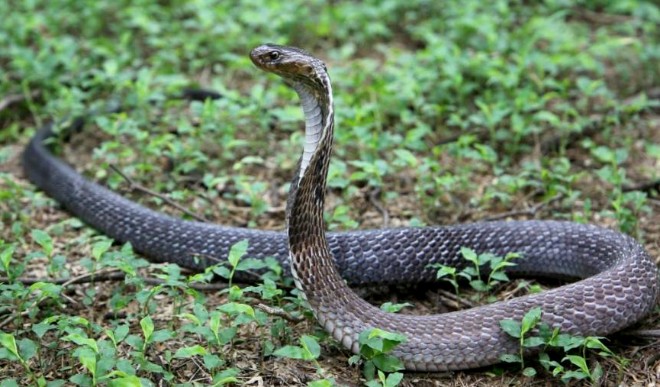 कोबरा सांप का इस्तेमाल कर पत्नी की हत्या की, पति को कोर्ट ने दी  उम्रकैद की सजा