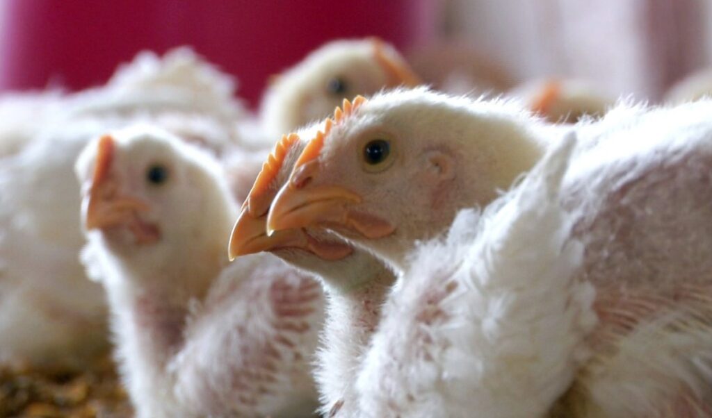 केरल के एक गांव में बर्ड फ्लू की दस्तक, बड़ी संख्या में बत्तखों को मारेगा प्रशासन