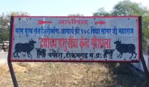 टीकमगढ़ के पपोरा में 400 से अधिक गायों की मौत, जंगल में फेंके गए शव