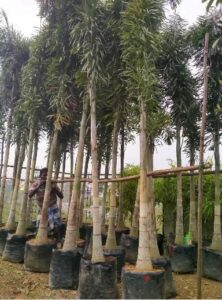 IMG-20220806-WA0034
