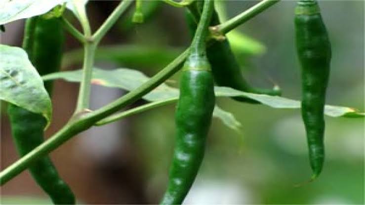 images (6)